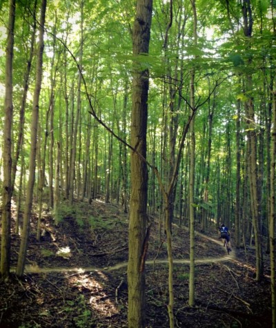A cathedral of trees on Mitchell Memorial Forest's mountain bike trail