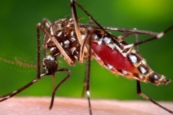 The Zika virus is being spread by mosquitoes 