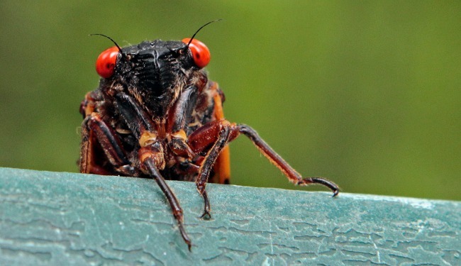Cicadas are coming