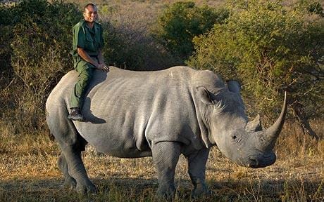 Men have tried to mount the Rhino.
