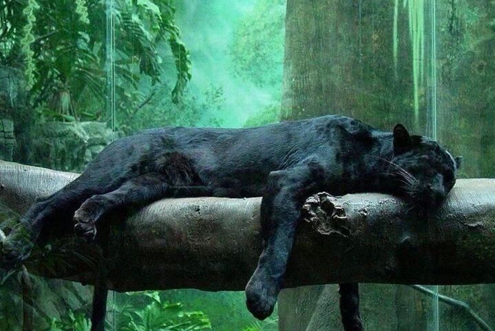 Panthers can get sleepy, but these guys are the true elite.