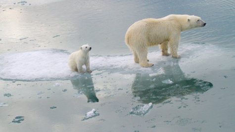 A polar bear and its cub stand on a lone sheet of ice in the quickly-melting Arctic.