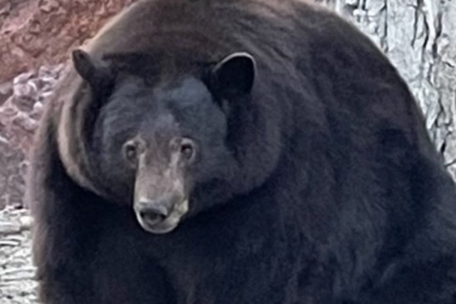 Hank+the+Tank%2C+a+500-lb.+bear%2C+was+accused+of+breaking+into+nearly+30+homes+in+a+California+suburb.