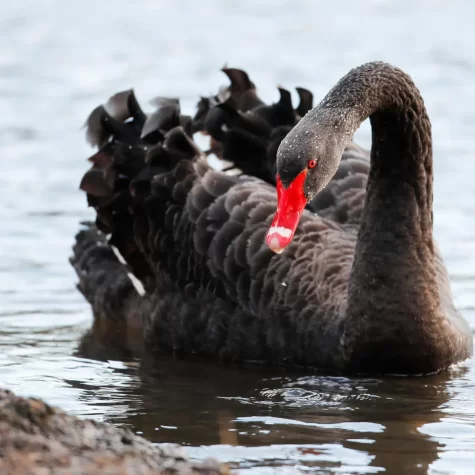 An actual black swan